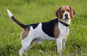 English Foxhound - Dog Breeds
