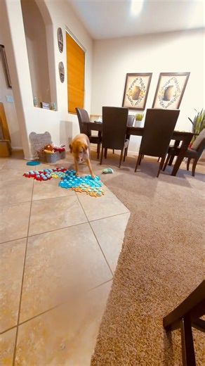 Late night snack? . . Code Labradorable is currently good for 12% off $50 purchases. Code BOOTCAMP016 is good for free Button Bootcamp. . . . . . #dogsofinstagram #dogenrichmentideas #talkingdogvideos #talkingdogsofinstagram #labsofinsta #labradors_are_awesome | The Chatty Lab