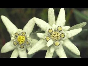 True Facts about the Edelweiss