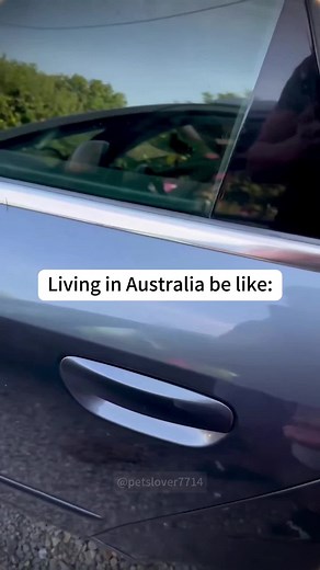 Living in Australia: Wildlife Encounters and Culture
