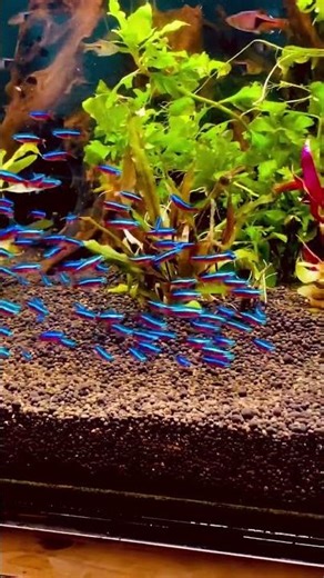 aquarium fish #aquariumfishmarket #kurla #fishaquarium #fhising #aquascape