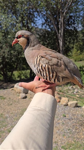 Chukar Partridge in full mood | #partridges #chukarpartridge #wildlife
