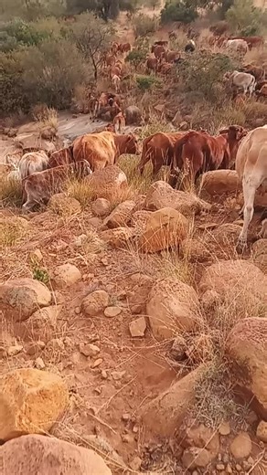 Linda_Ndlozi_SA on TikTok