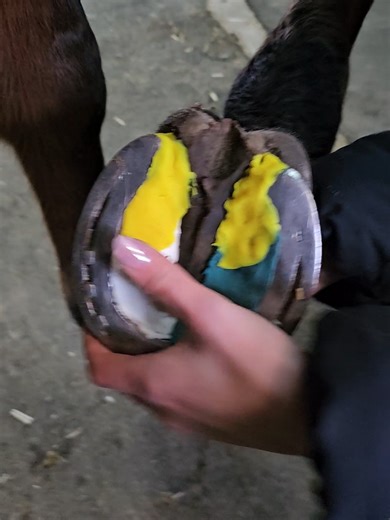 Schneegrip-Lösungen für Offenställe im seltenen Schnee