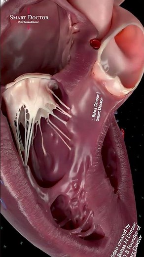 Inside Your Heart Chambers | Heart Valve Motion in Real Time 💓