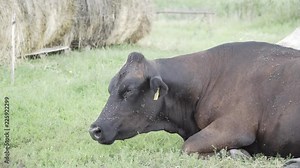 Cow lying in grass with flies sitting on it, flying around it. Coughing cow, animal health.