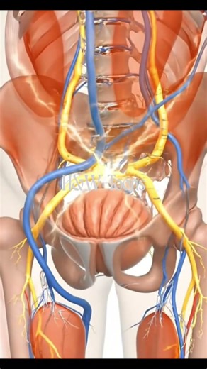 Neurogenic Bladder #medicalanimation #NeurogenicBladder #Urology #3DMedicalAnimation #Anatomy3D