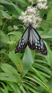 石鎚山のアサギマダラ