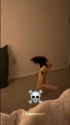 Funny cat fails ☠️ #catshorts #cat #shorts