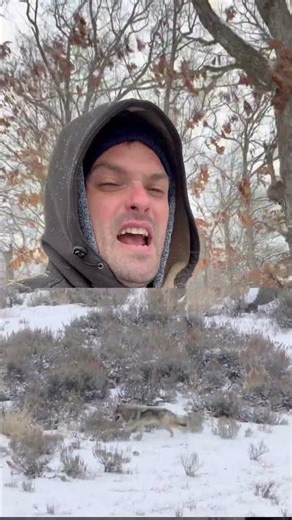 Wolves in Yellowstone: Good or Bad?