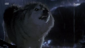 9.1K views · 117 reactions | A heartwarming reunion with Lassie. #Lassie | Paramount Network Asia | Facebook