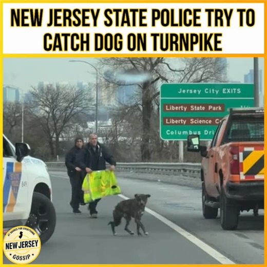 New Jersey Gossip on Instagram: "#NewJersey state police try catching dog on NJ #turnpike 😳🚔🐕 • Make Sure You FOLLOW #NewJerseyGossip For More News & Gossip! 🗣️📰 • • #likes #like #NEW #newpost #share #repost #support #njg #newjerseygossip #love #comment #follow #followus #following #fyp #viral #njgossip"