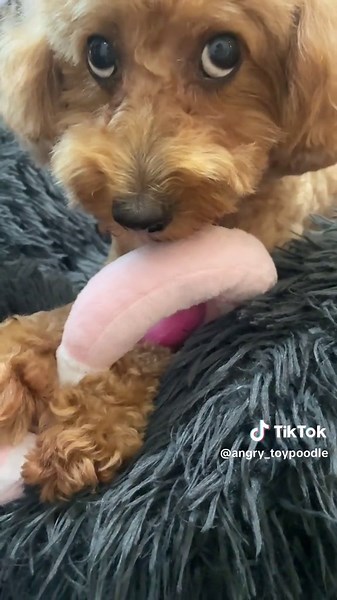 おすすめのアカウント