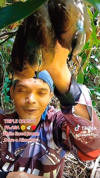 Triple Catch of the White Eared Brown Dove