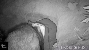 1.5K views · 145 reactions | New wombat, new burrow-flap. So this is why we sometimes find the mange medicine spilled on the ground. This wombat is curious about this thing over her burrow entrance, tries to dislodge it, then continues a little renovations and then finally decides, if she can't remove the flap she will do something about the camera! | Wombat Rescue | Facebook