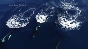 116K views · 4.8K reactions | Drone footage captured off the coast of San Diego shows orcas happily making their way through the crystal clear water. https://bit.ly/2qBMNSj | 10News – ABC San Diego KGTV | Facebook