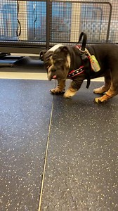 8.8M views · 10K reactions | Update from Lilibeth’s foster pops:...