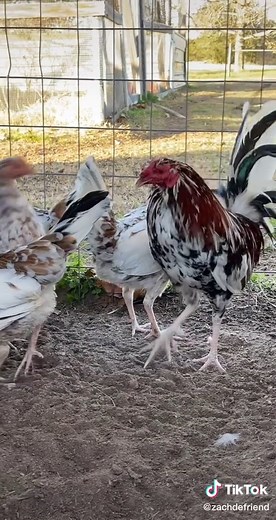 Morgan white hackle brood pen 👌🏼👌🏼#gamefowl #gamefowlbreeder #gamefowlbreeders #gamefowlnation #gamefowllife #gamefowls #americangamefowl #fyp #foryou #gallosfinos #🔥🔥🔥 #gallos #gallo #mexico #mex #texas #gallosmexico🐓👌 #whitehackle #newmexico #louisiana
