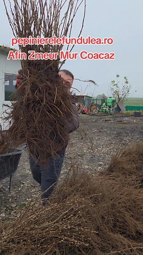 70K views · 790 reactions | ✔️ Afin – fructe albăstrui, mari,...