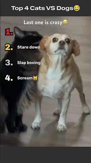 Top 4 funniest Dog vs Cat moments 😂 Pure chaos and comedy! Which one made you laugh most?