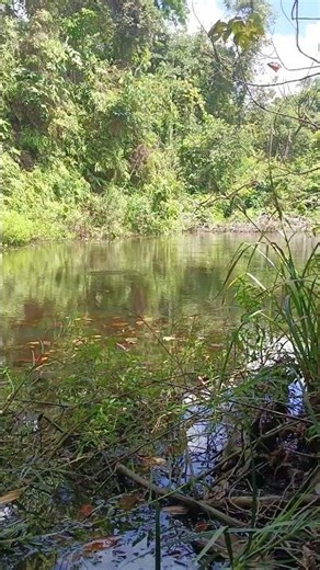 suara kataknya sangat nyaring🐸🐸