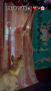 237K views · 5.5K reactions | Daily vlog :- 65 ವಿಡಿಯೋ ಇಷ್ಟ ಆದ್ರೆ ಲೈಕ್ ಮಾಡಿ ❤️ | harumanu2401 | Facebook