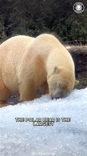 Polar Bear 🐻‍❄️ The Arctic’s White Giant! This huge bear swims for miles through freezing water. Its thick fur and fat keep it warm in brutal cold. You won’t believe how powerful this snowy hunter really is! #wildlife #nature #animalfacts #animalvideos | 1 Minute Animals