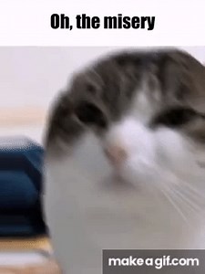 wawa oh the misery cat gif on Make a GIF