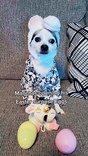 Manchas Chihuahua Easter Surprise Egg Opening