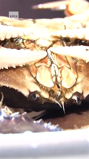 The long-delayed local commercial Dungeness crab season has finally gotten underway in the San Francisco Bay Area. Fishermen are looking to get sales going quickly after high winds and rough seas off the San Francisco coast, combined with an ongoing pricing dispute between fishermen and buyers, kept crab boats docked near Fisherman's Wharf for longer than expected. | KPIX CBS San Francisco Bay Area
