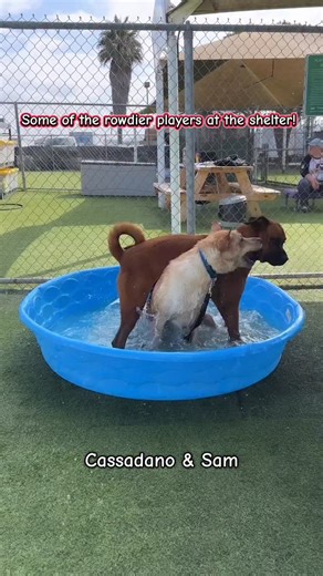 1.7K views · 137 reactions | Looking to add to your pack? Any of these rough & rowdy pups would be open to a playmate! All are posted to vcas.us/dogs and have waived adoption fees. Cassadano A844486 male red boxer mix Sam A868199 male shepherd/cattle dog type Biggie Smalls A862465 black male pittie Alani A860304 tan female pittie, currently in foster! | Ventura County Animal Services | Facebook