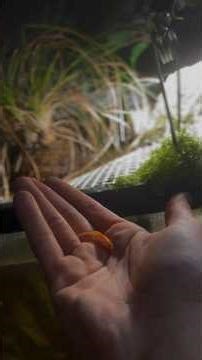 Will my Fish Eat GLOW IN THE DARK Minnows??? (GloFish)