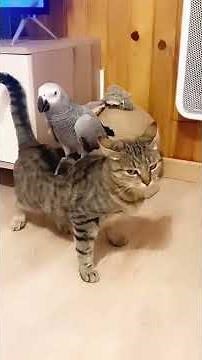 Cat vs Birds – The Funniest Battle You’ll See Today! 🐱🐦😂