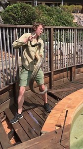 823K views · 914 reactions | MASSIVE 8.5 ft PYTHON UNDER POOL DECK...