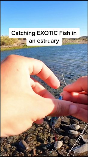 the only fishing songs are Yee Yee ass country songs 😂 #fishing #fishtok #bassfishing #howtofish