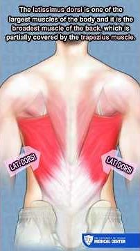 What Is The Latissimus Dorsi Muscle ? - UTOLEDO Orthopaedics