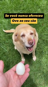 15K views · 213 reactions | Eu aposto que a partir de hoje você irá oferecer ovo para o seu cão!#dog #pet #dogs | Mentor de cães | Facebook