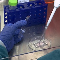 Video: Microengineering 3D Collagen Hydrogels with Long-Range Fiber Alignment