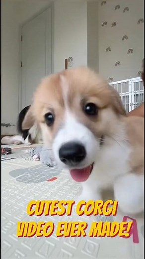 Cutest Corgi Video Ever Made! 🐶🧡