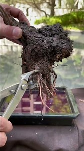 Corylopsis sinensis clumps, three stems, not too many.
