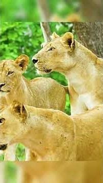 Wild Earth Vision: Lion's Epic Hunt & Survival Story | Nature Doc Part 7