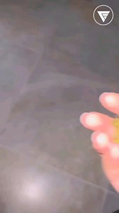 3K views · 558 reactions | La polilla luna (Actias luna), también...