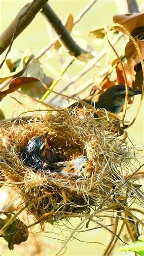 Amazing Mother Bird Feed Beautiful Baby In Nest🥰 Wildlife Bird 10145#birds
