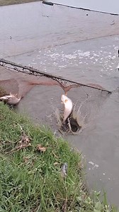 মাছের খেলা 😍😍😱😱🐟🐟 #rellsfacebook #village #fish #fishingtrip #fishing #fisherman #fishingislife #fishingaddict #fishinglife | Unity Farm