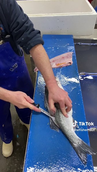 Expert Sea Bass Filleting Techniques for Fresh and Delicious Meals