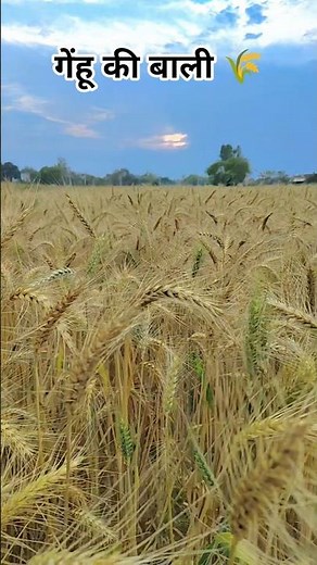 किसान लाइफ 👳👳#viral #trending #yutubeshorts #agriculture #farming #video #villagelife