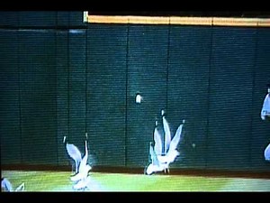 Ball Hits Bird And Gives Cleveland Indians A Win!