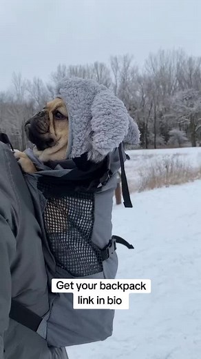 Stylish French Bulldog Mesh Carrier in Four Colors
