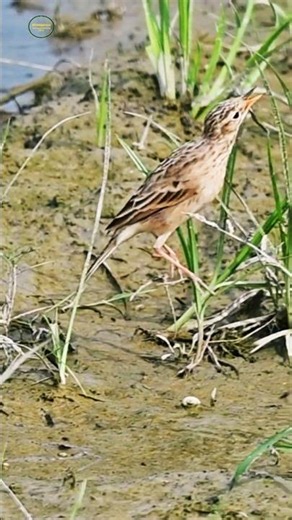 Paddyfield Pipit