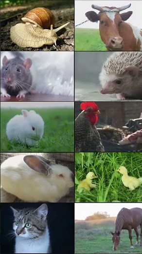 One Planet. Every Creature. Your Move.